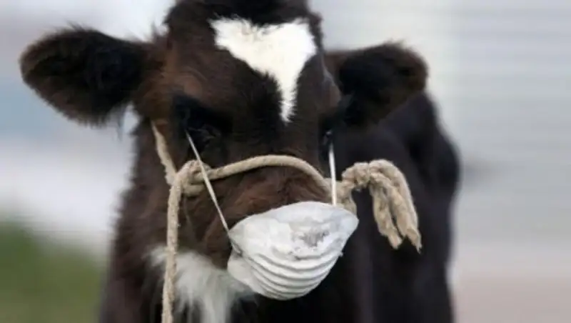 Минсельхоз РК «закрыл» ввоз сельхозпродукции из России из-за ящура 