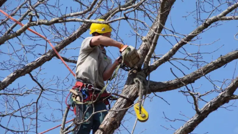 В Алматы обновят правила высадки деревьев вместо вырубленных