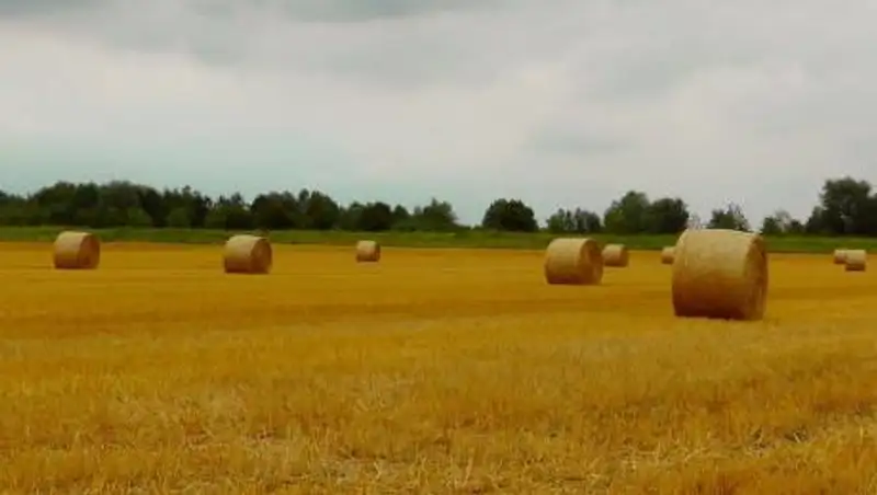 В Алматинской области запасы корма соответствуют норме