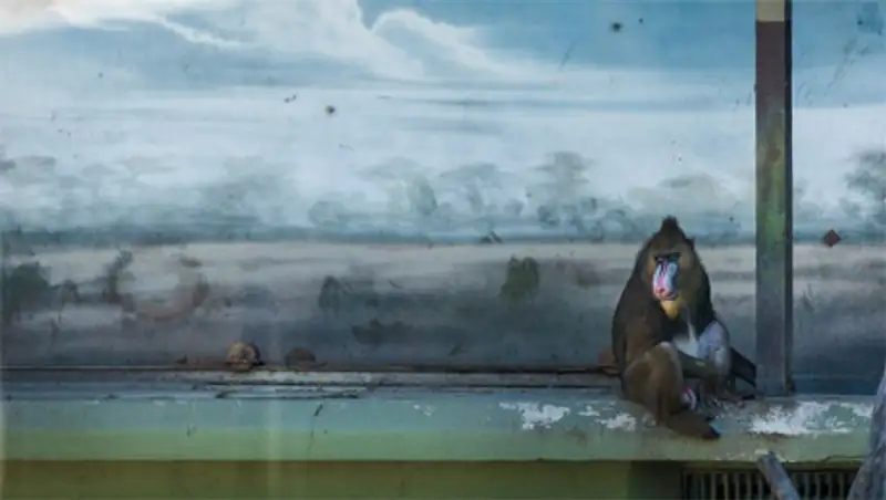 Настоящая жизнь зверей в зоопарках