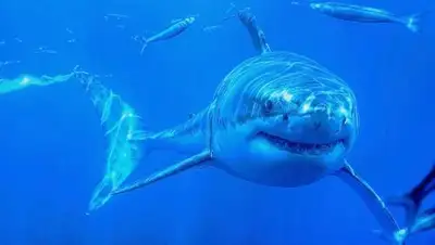 Science News, фото - Новости Zakon.kz от 14.04.2018 08:56