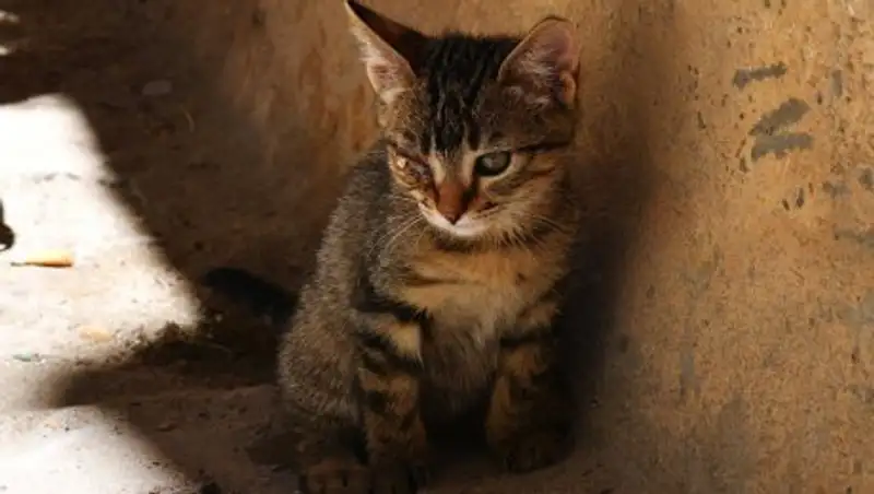 Полицейские поставили на учет школьниц, зарубивших котенка