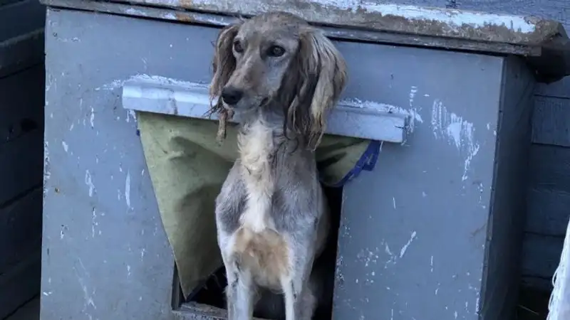 Эксперты высказались о сложности возрождения тазы и тобетов в Казахстане