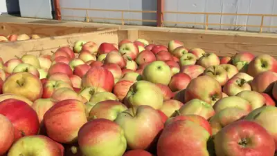 agrarii.com, фото - Новости Zakon.kz от 23.05.2019 09:49