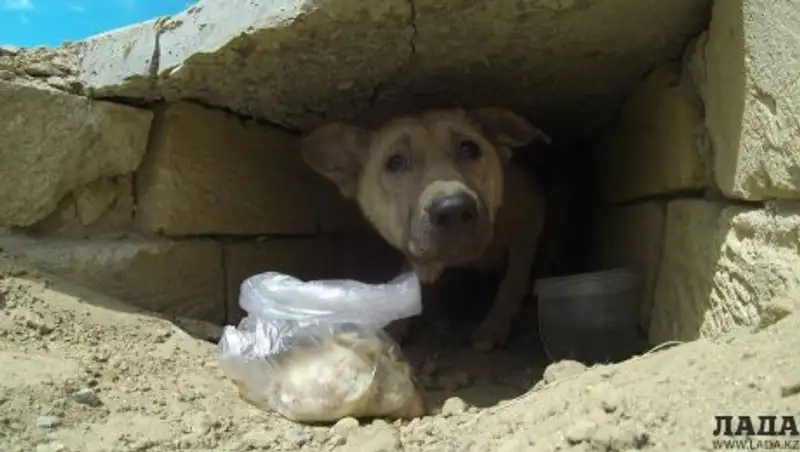 В Актау ищут хозяина для собаки, которую замуровали в канале теплотрассы