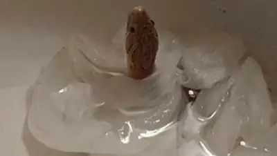 kdvr.com, фото - Новости Zakon.kz от 06.08.2020 23:42