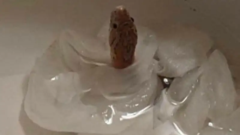 Вылезла из унитаза - американка обнаружила в туалете змею