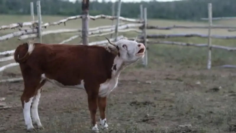 Из-за дефицита пастбищ в Актобе скот пустили под нож