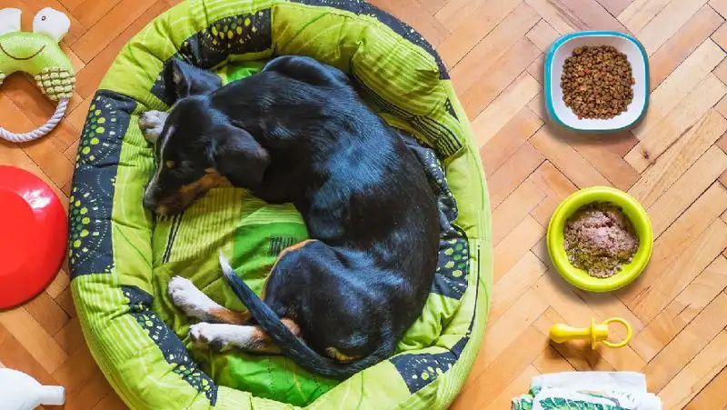 Ветеринар рассказал, как решить проблему с заменой корма питомцу