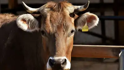 телята угодили в яму в ВКО, фото - Новости Zakon.kz от 15.07.2023 11:36