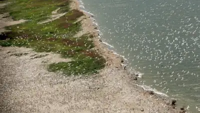 Zakon.kz, фото - Новости Zakon.kz от 02.06.2015 06:41