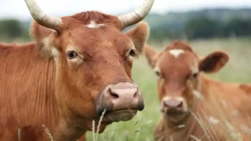 &#1178;ызылорда облысында мал &#1201;рлы&#1171;ы азайды