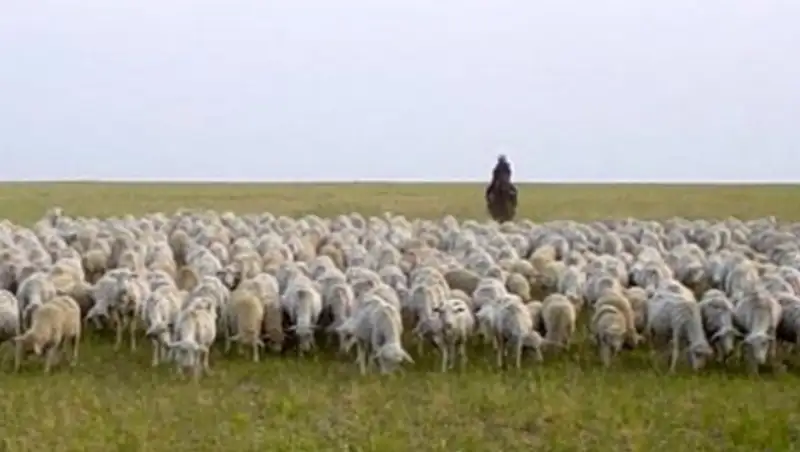 В Мангистау на пастбище обнаружен труп 46-летнего чабана