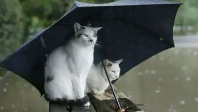 Zakon.kz, фото - Новости Zakon.kz от 21.05.2015 21:09