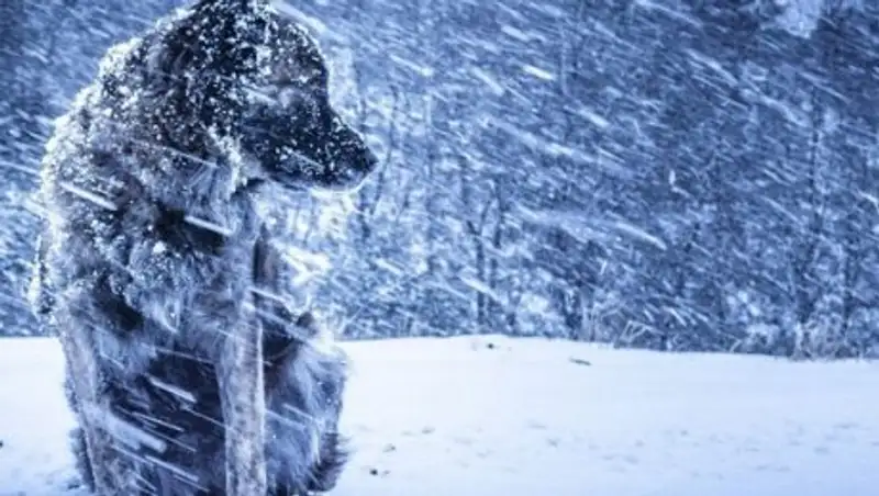 Прогноз погоды на 30 декабря: осадки, усиление ветра и гололед