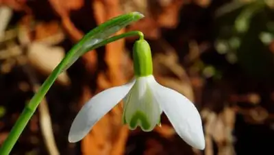 pixnio.com, фото - Новости Zakon.kz от 01.03.2021 12:43