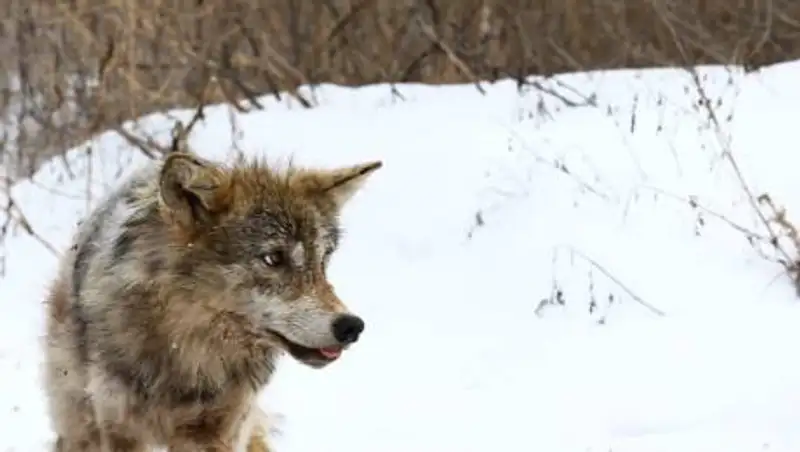 Волк напал на женщину в Костанайской области
