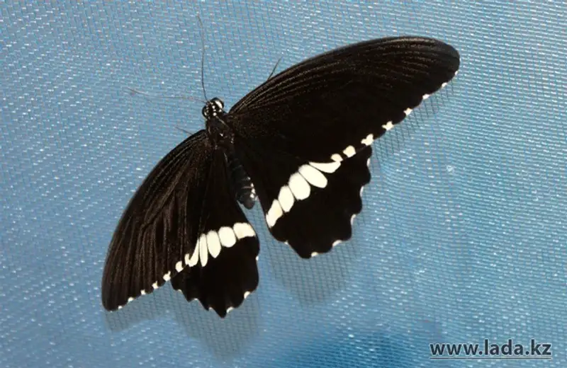 Выставка живых бабочек открылась в Актау (фото), фото - Новости Zakon.kz от 24.11.2013 17:03