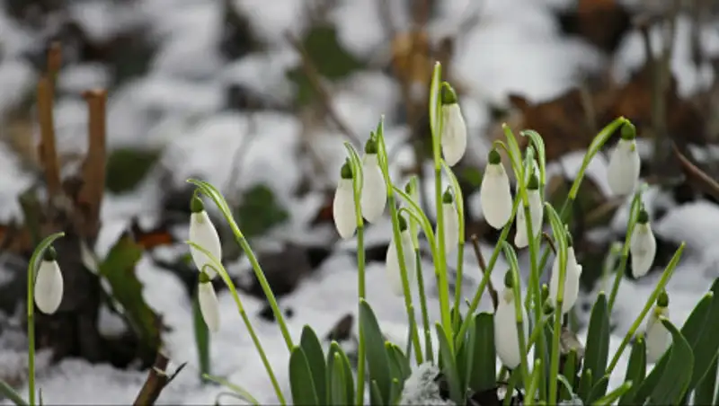 29 марта на востоке и юго-востоке республики ожидается снег