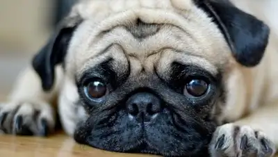 TutKnow.ru, фото - Новости Zakon.kz от 05.04.2018 06:00