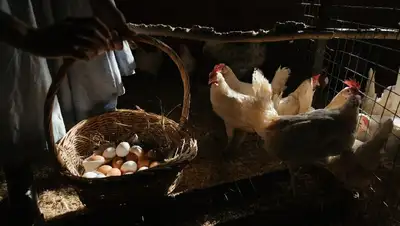 В Казахстане увеличат субсидии для яичных птицефабрик, фото - Новости Zakon.kz от 22.04.2022 19:54