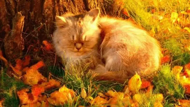 Комфортная погода порадует казахстанцев на выходных