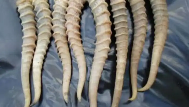 В Карагандинской области поймали охотников за рогами сайги