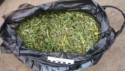 pikabu.ru, фото - Новости Zakon.kz от 21.06.2019 00:32