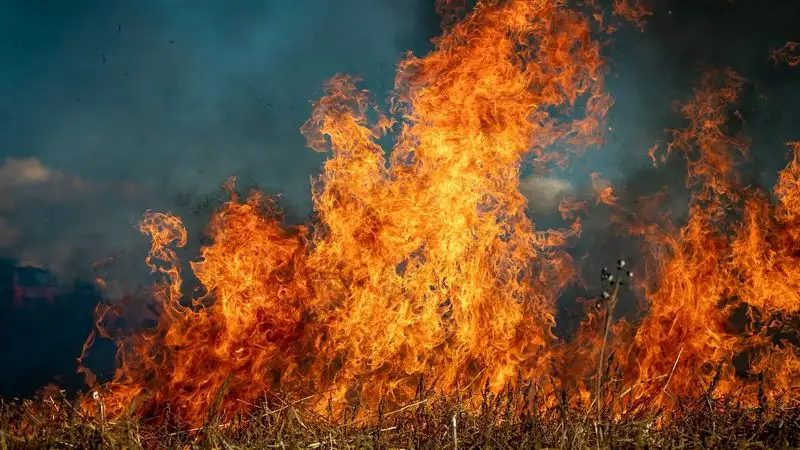 Не менее 20 человек погибли из-за страшных лесных пожаров в Греции