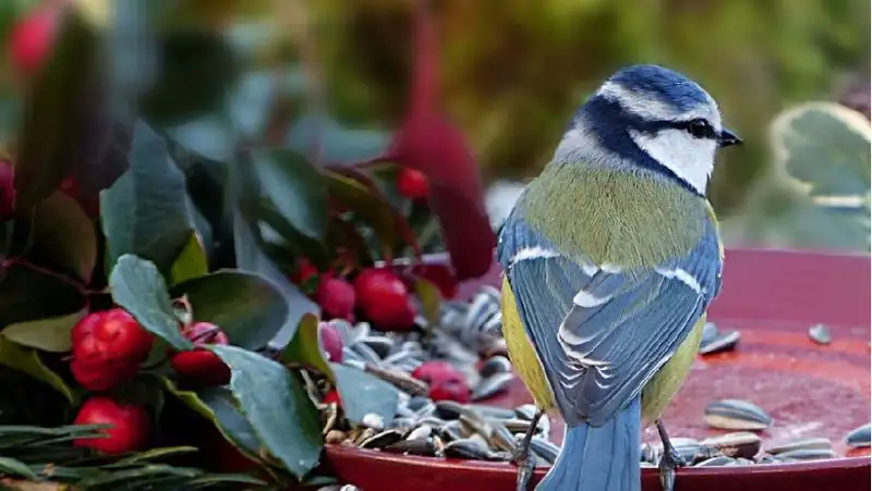 Кормить животных и не лениться: народные приметы на 27 июля
