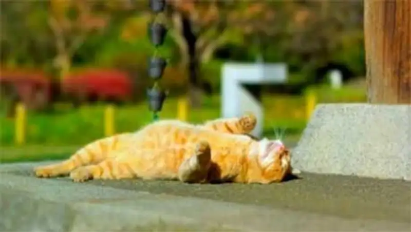 Жаркая погода без осадков сохранится сегодня в стране