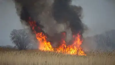 сухостой, фото - Новости Zakon.kz от 17.04.2022 20:01