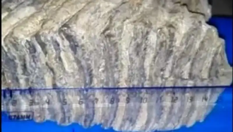 Зуб мамонта нашли в Костанайский области