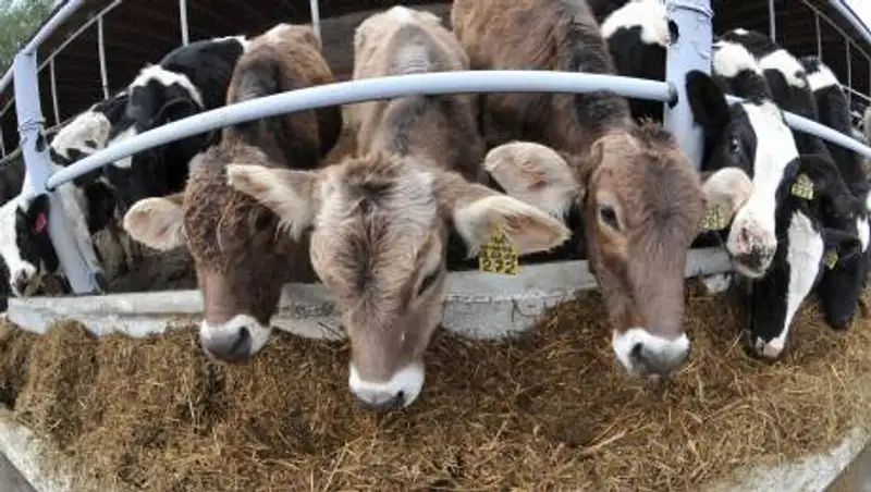 Из-за дороговизны кормов крестьяне в СКО режут и распродают скот