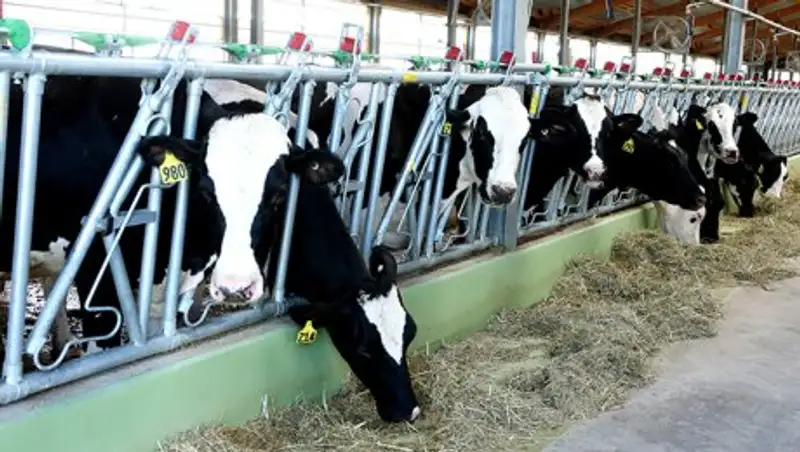 В Алматинской области функционируют 60 откормплощадок и 55 молочно-товарных ферм