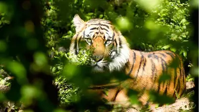 восстановление популяции тигра, фото - Новости Zakon.kz от 30.09.2022 10:26