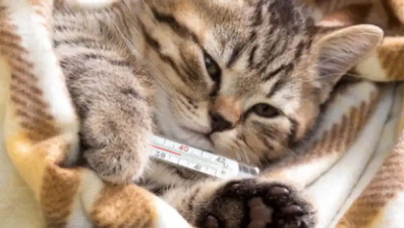 Кошка заразилась коронавирусом в Бельгии