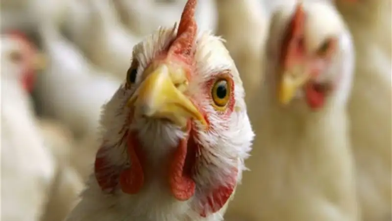 В приграничном с Казахстаном регионе России выявили птичий грипп