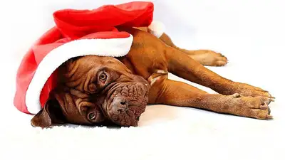 Как домашним питомцам пережить новогодние праздники, фото - Новости Zakon.kz от 04.01.2023 04:36