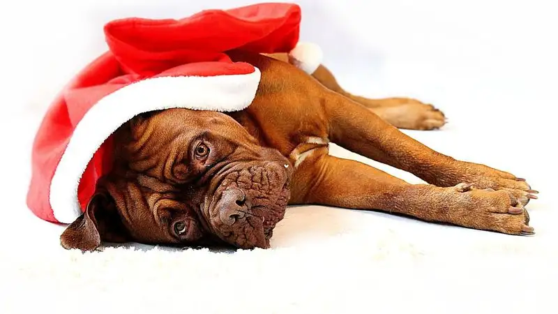 Как домашним питомцам пережить новогодние праздники