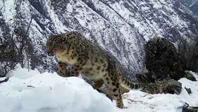 Национальный парк "Сайлюгемский", фото - Новости Zakon.kz от 18.03.2019 07:31