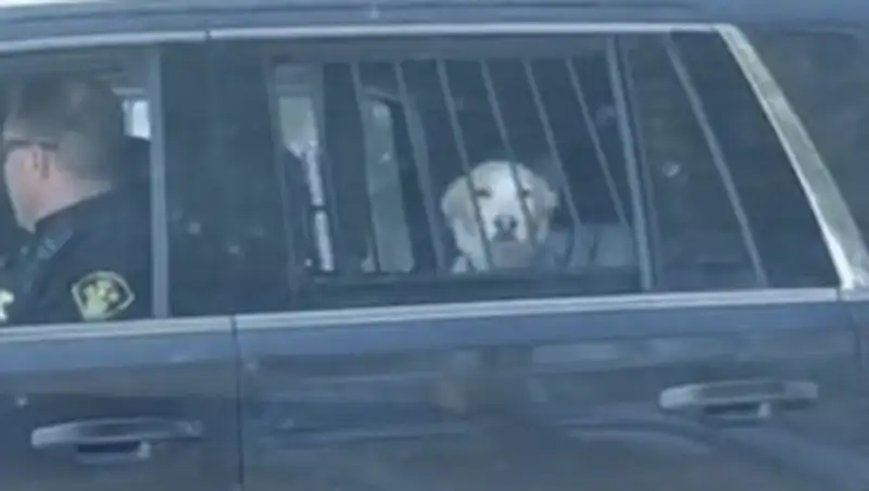 Канадского пса "арестовали" за охоту на оленя