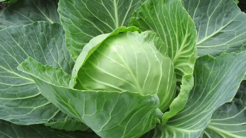 Поставки синтетической капусты: новый фейк гуляет по Казнету