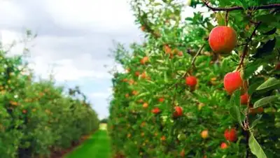 inform.kz, фото - Новости Zakon.kz от 16.10.2020 09:55