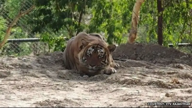 Индийский тигр-людоед пожизненно посажен за решетку