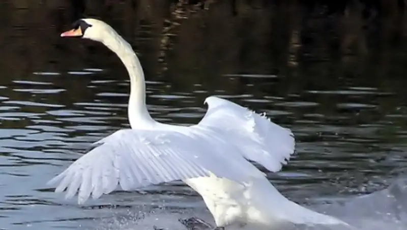 Мужчина спас четырёх лебедей на юге Казахстана