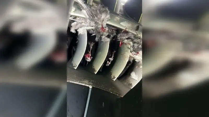 Птица попала в двигатель самолета Air Astana