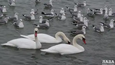 Zakon.kz, фото - Новости Zakon.kz от 08.01.2016 05:02