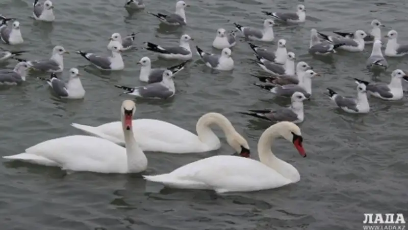 В Актау прилетели лебеди