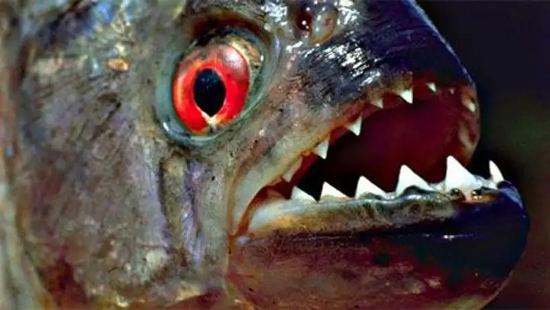 Аргентинский пляж атаковали пираньи